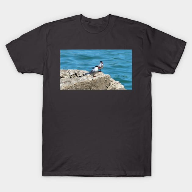 Two Caspian Terns Standing On A Rock T-Shirt by BackyardBirder